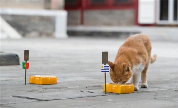 世界杯神预测：章鱼保罗后继有猫，故宫猫七